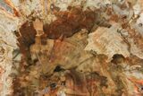 Petrified Wood (Araucaria) Slab - Madagascar #133176-1